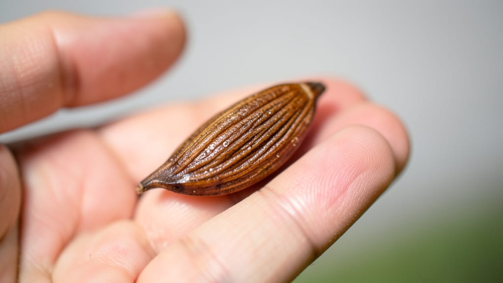 Apple Seed in Hand: Cold-Moisture Trick for 90% Germination Success